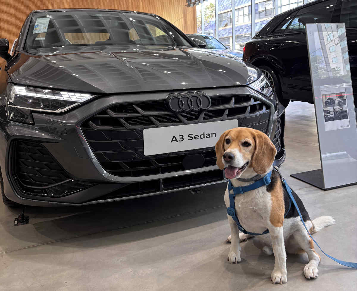Foto de um cachorro ao lado de um Audi A3 Sedan